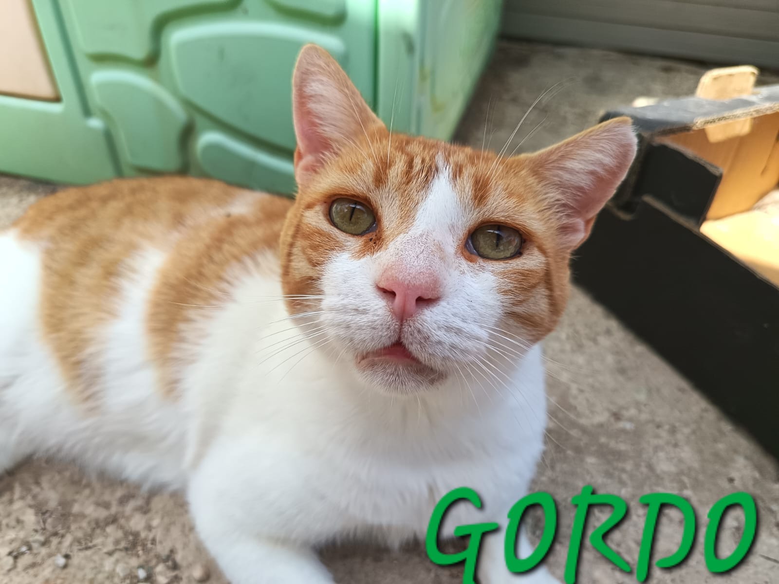 Gordo